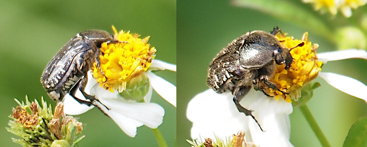 [Two photos spliced together of different views of the same beetle on white-petaled yellow center flower. On the left the head is turned away from the camera showing the right side of the body. Both the wings and body are brown with white sections. The photo on the right has the small head turned toward the camera and one brown antenna with a scoop-like end is visible. One long back leg extends showing the portion next to the body is thick and hairy. The next section is thick with no hair, and the outermost section is quite thin.]